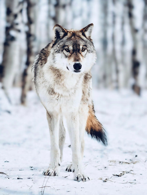 Wolf Photography Print