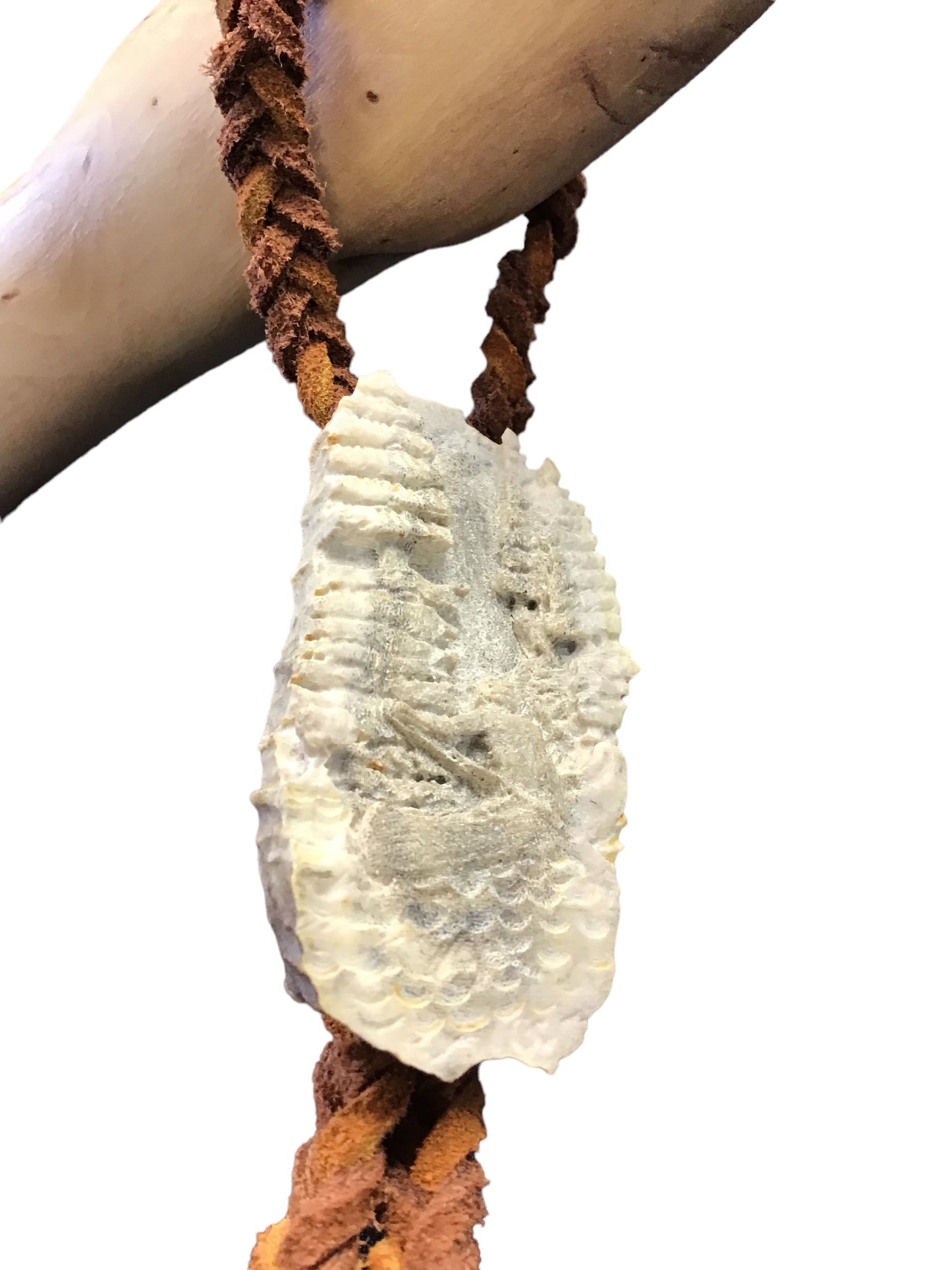 Diamond willow walking stick - Tree canoe and spider