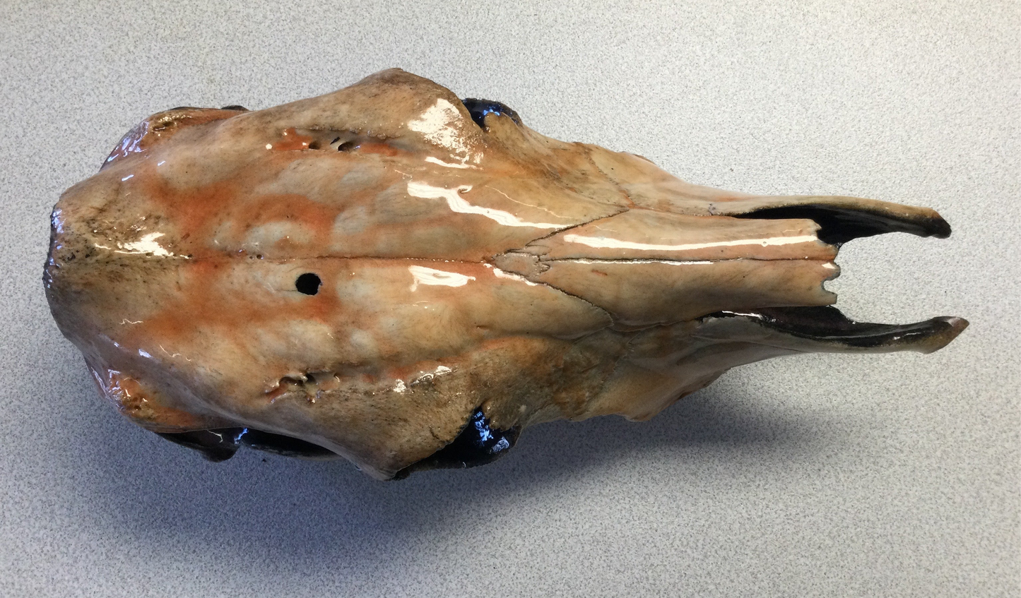 Cow Skulls