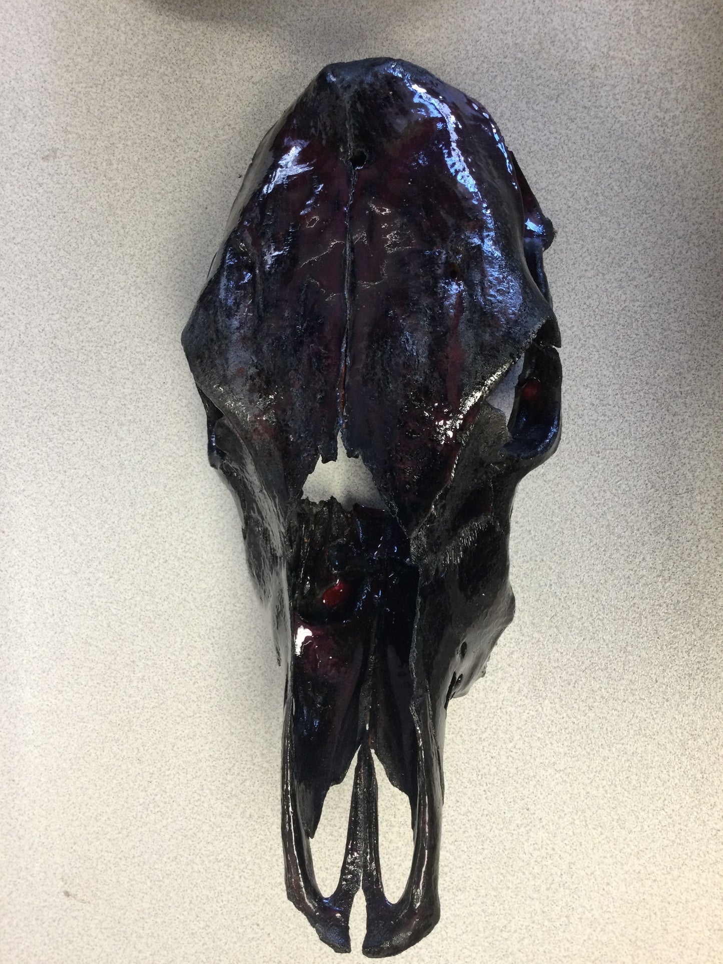 Cow Skulls