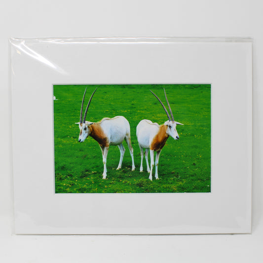 Scimitar Oryx