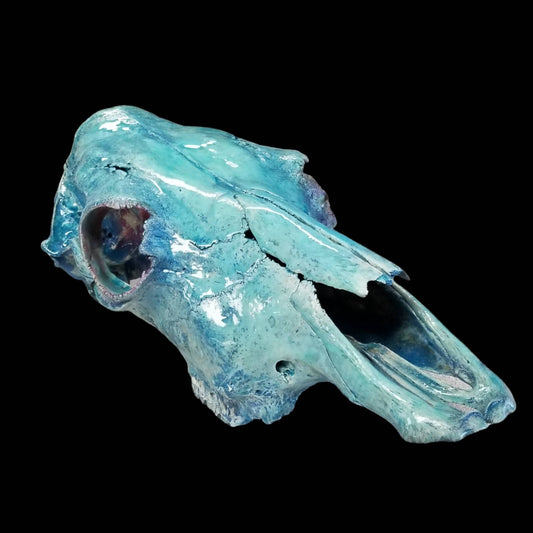 Blue Cow Skull