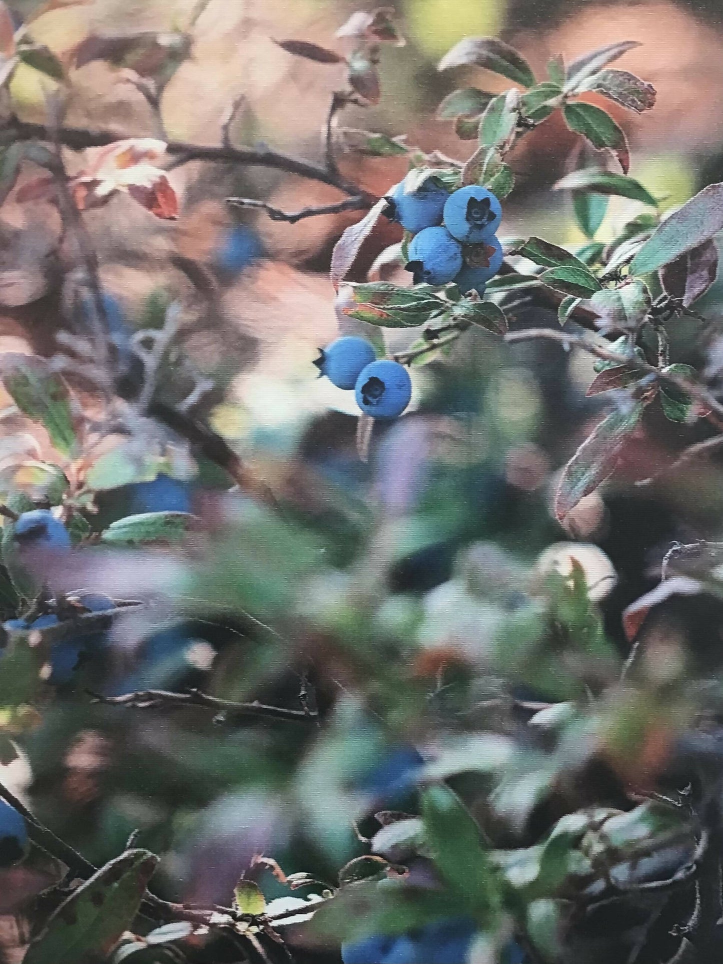 Blueberry Photography Print